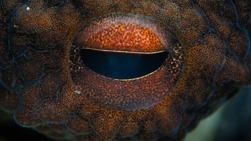 an image of an animal in the sea