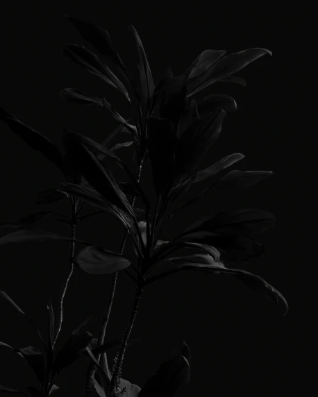 black and white pograph of leaves on dark background