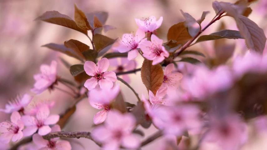 a bunch of pink flowers hanging off a tree nch