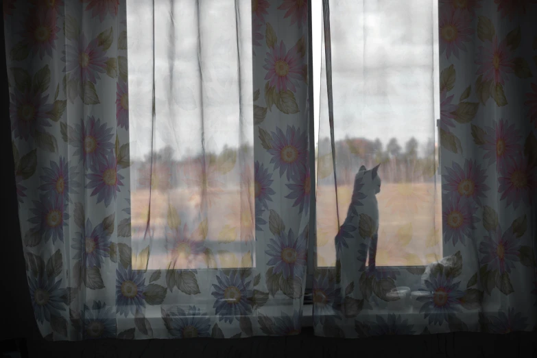 a cat sitting on a window sill looking out