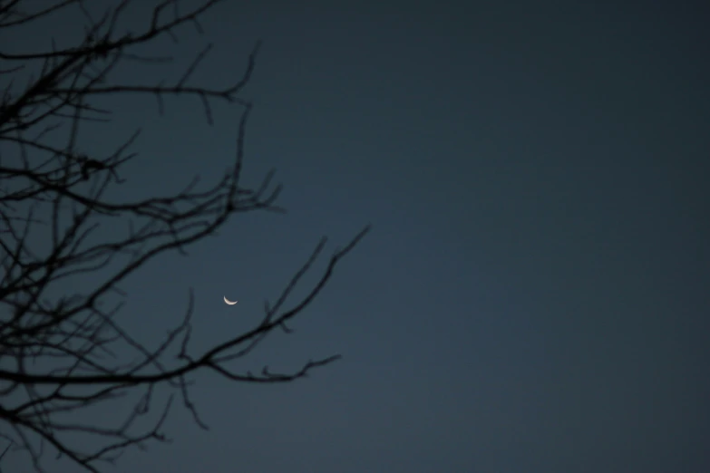 the moon is seen through a silhouetted tree