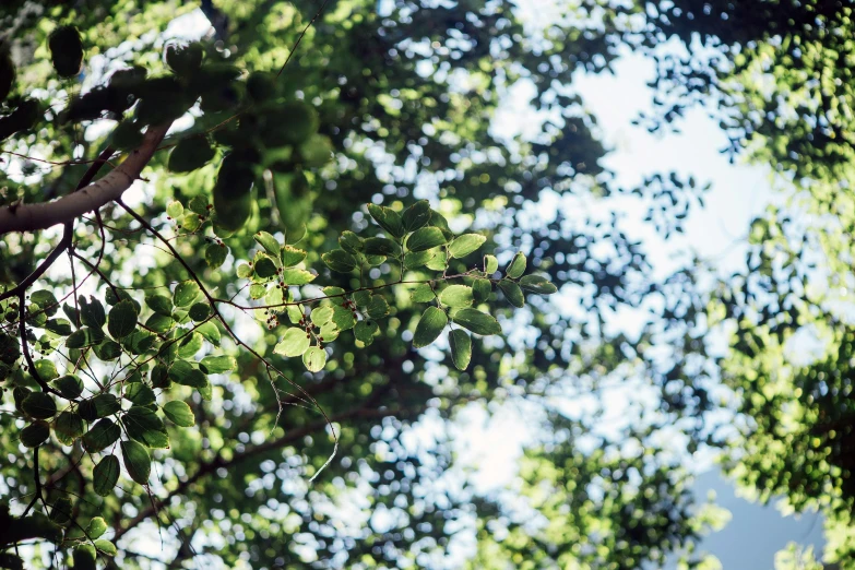 some tree leaves are hanging over looking up