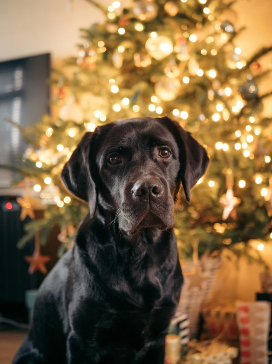 a large brown dog is sitting next to the tree