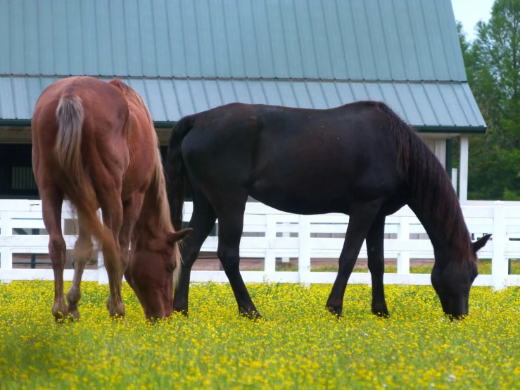 two horses in a fenced pasture grazing