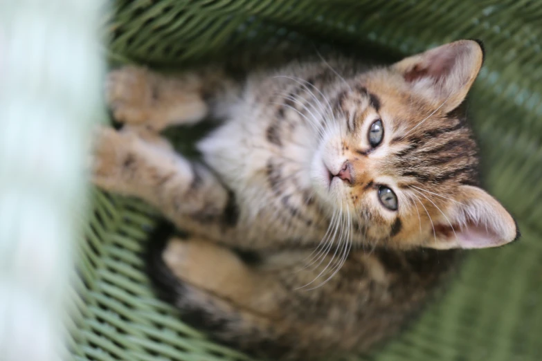 there is a kitten looking up from a chair