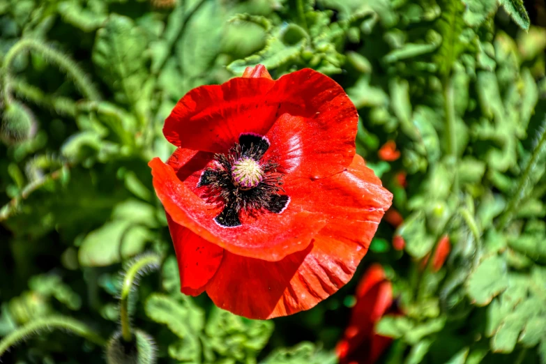 a lone red flower is blooming in the grass