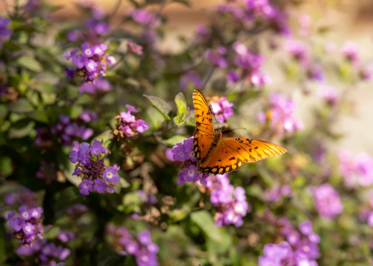 a small erfly sits on the side of a purple bush