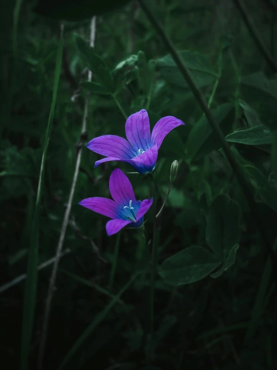 purple flowers in a field with green leaves