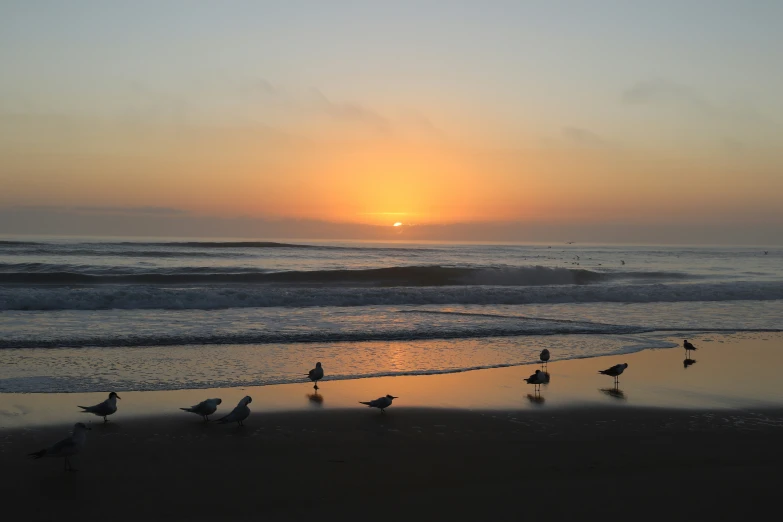 a number of birds standing on the beach at sunset