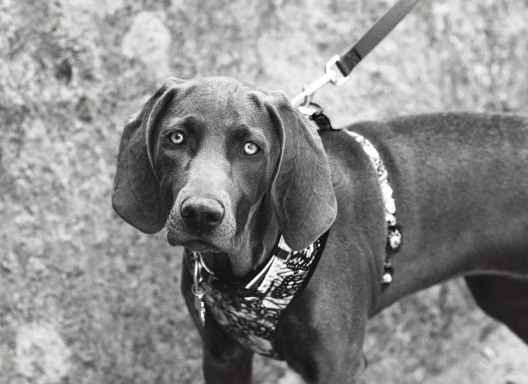 black and white pograph of a brown dachshund