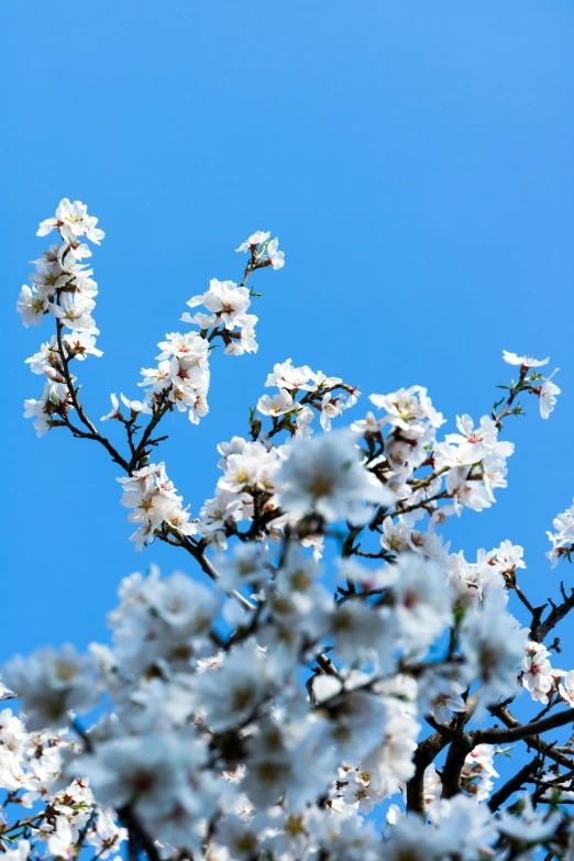 the blue sky is so bright that this tree is in bloom