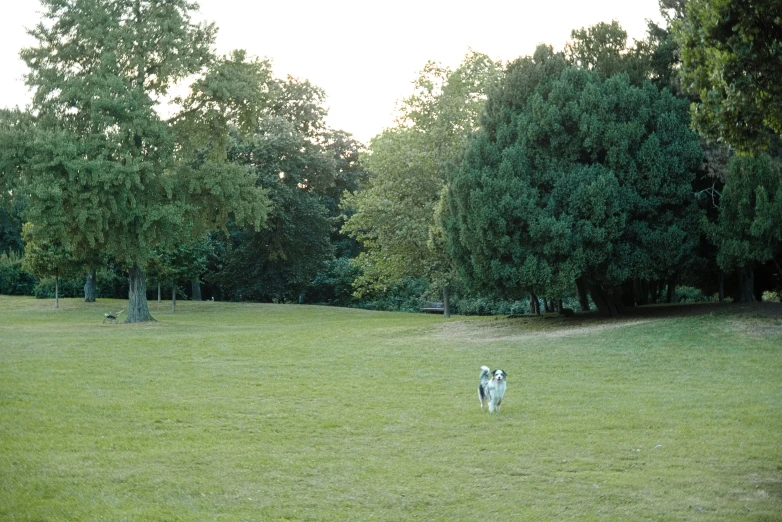 there is a white dog that is running on the grass