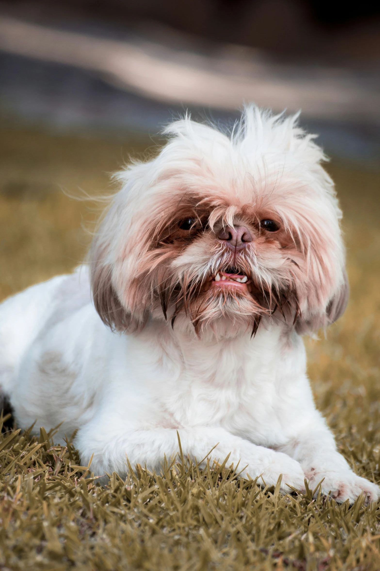 a small white dog laying in the grass