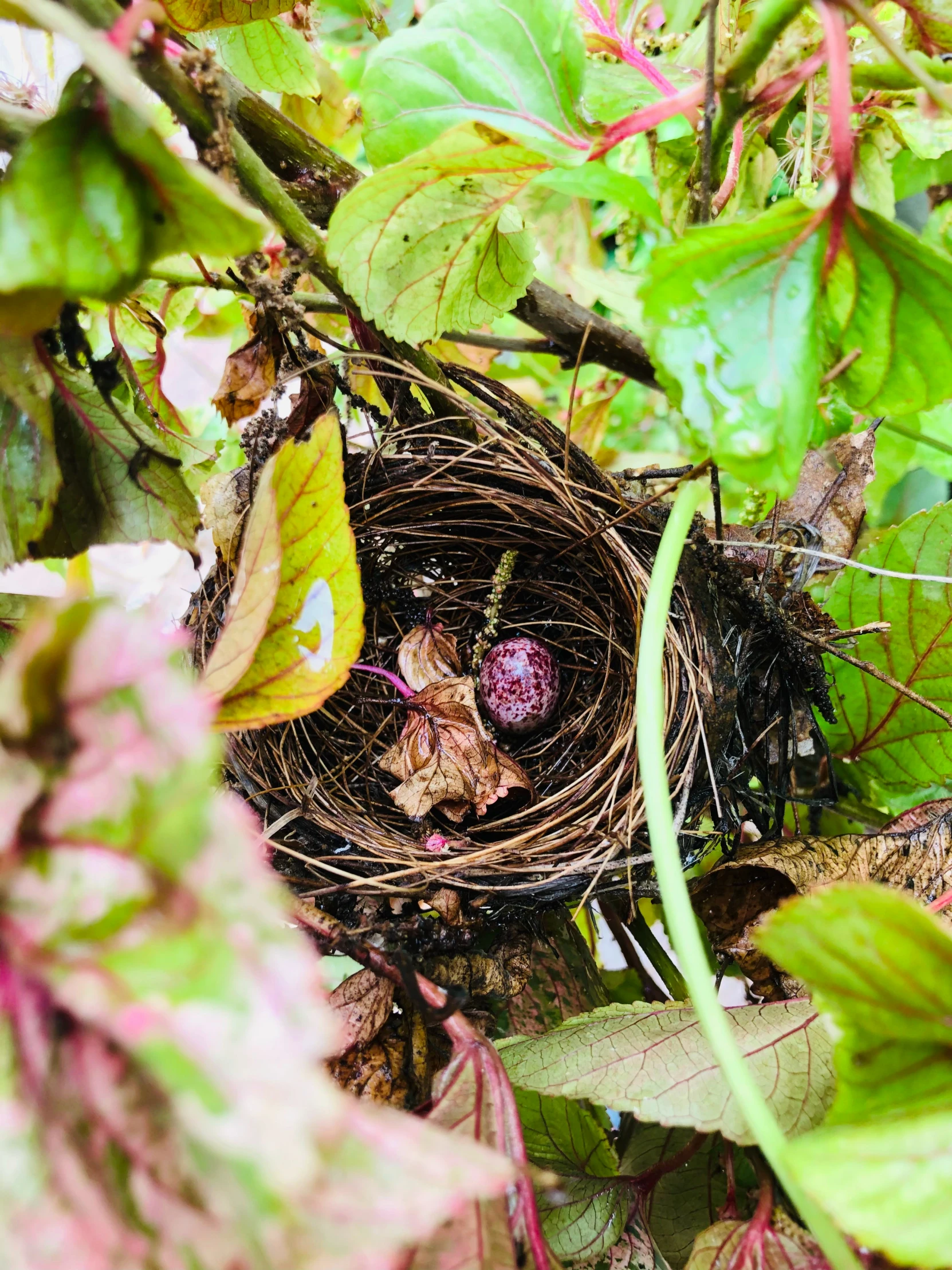 a bird nest and its eggs are shown