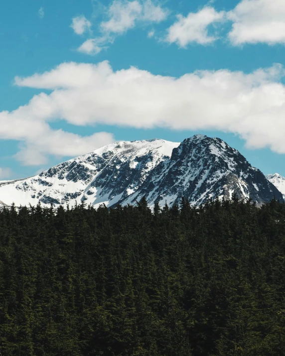 the mountain behind the trees has a lot of snow on top of it