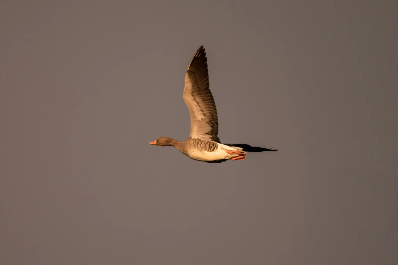 the duck is flying in the air with its wings extended