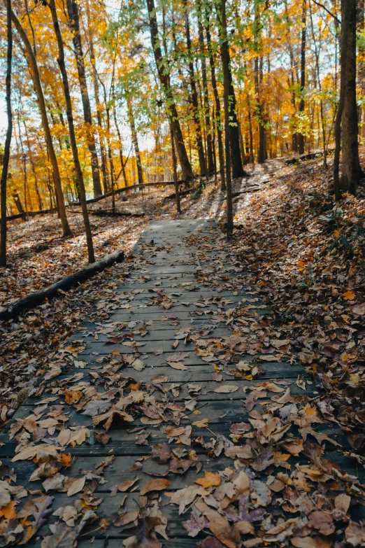 an autumn path in the woods with lots of leaves all over it