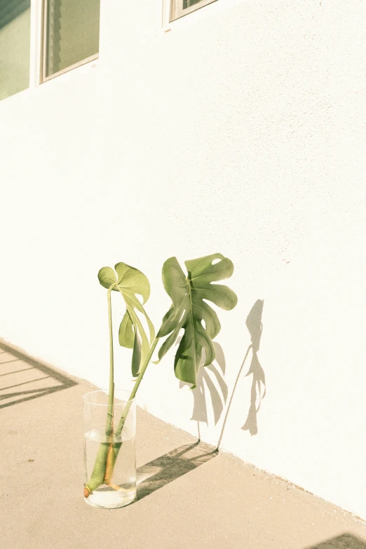 a plant is sitting in a clear vase on the sidewalk