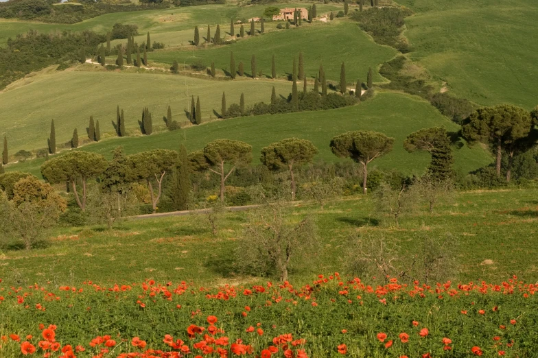 lush green hills with red poppies in the foreground