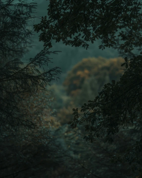 a forest view with a clock in the distance