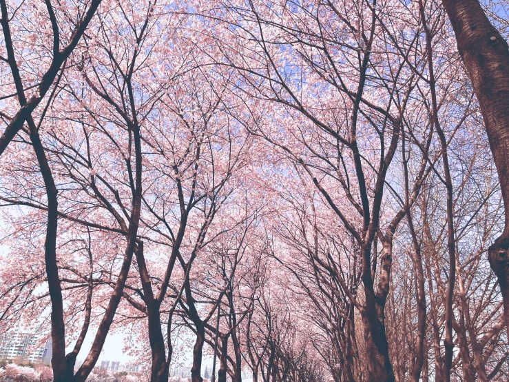 several trees with pink blossoms on the tops and nches