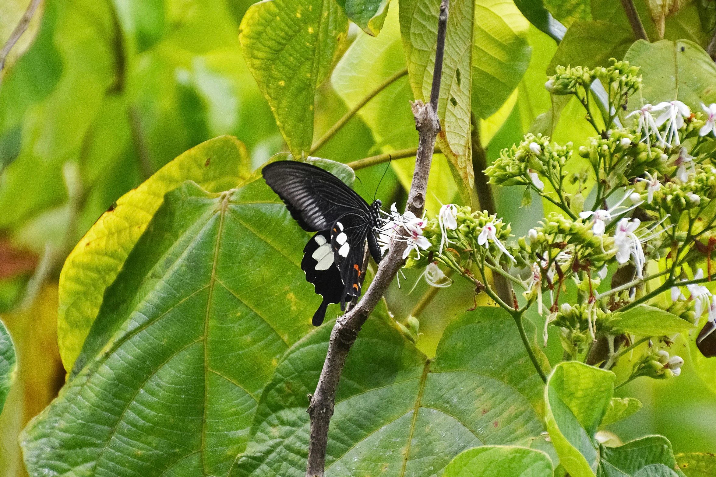 a black and white erfly sitting on a tree nch