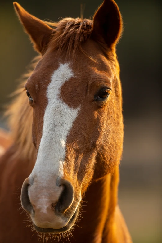 a brown horse with a white face standing on grass