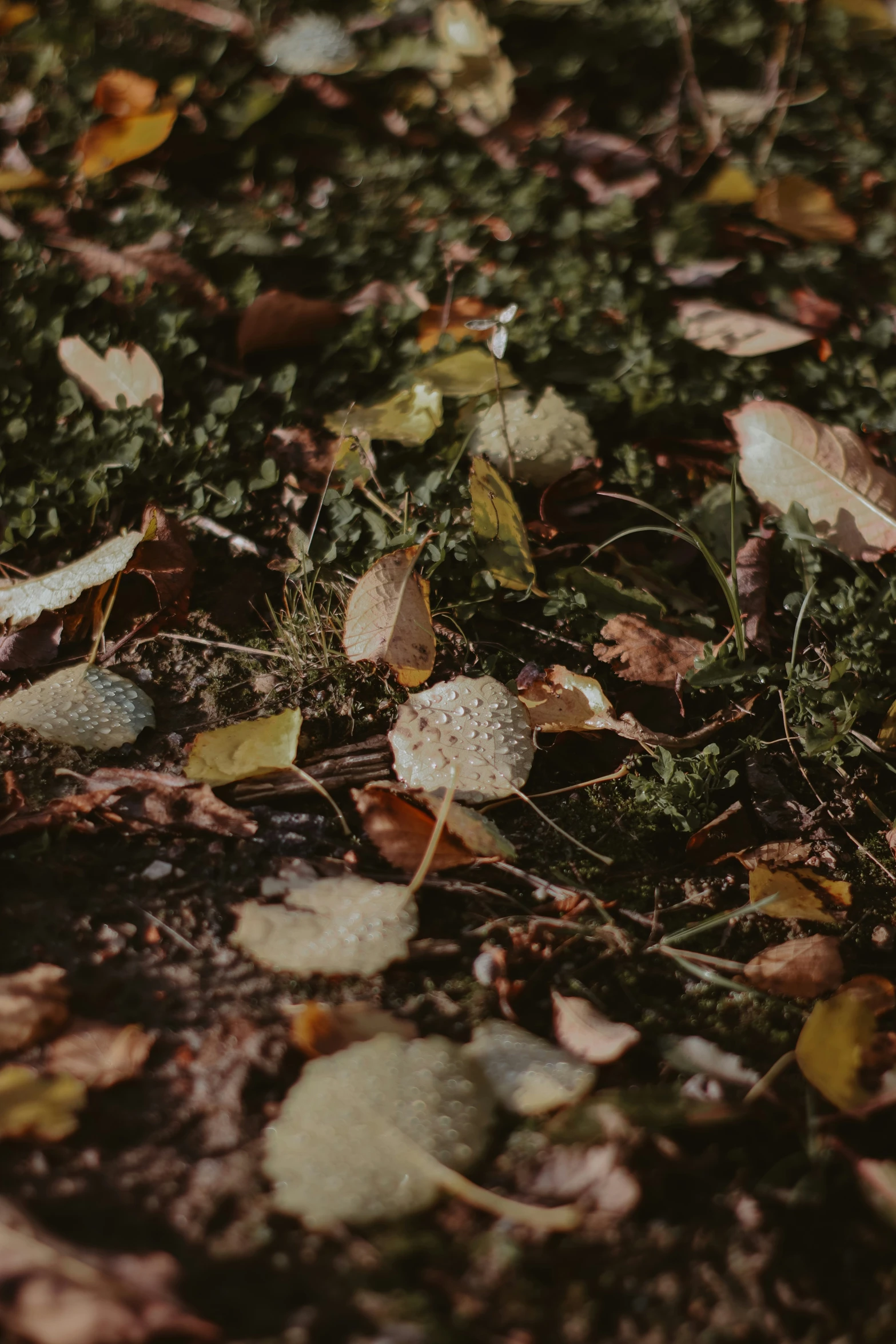a view of leaves and moss on the ground
