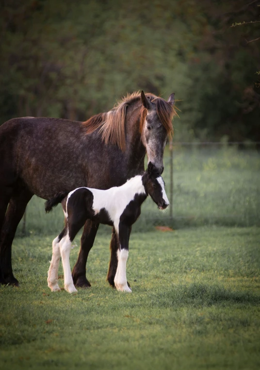 a horse and foal standing on a lush green field