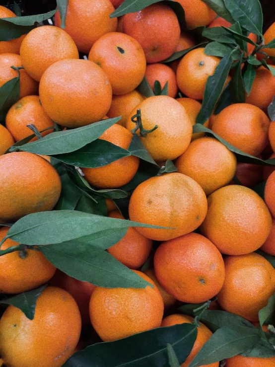 this orange has been picked from the tree