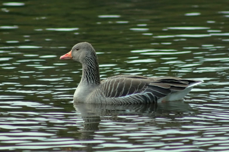 a gray duck swimming on top of the ocean