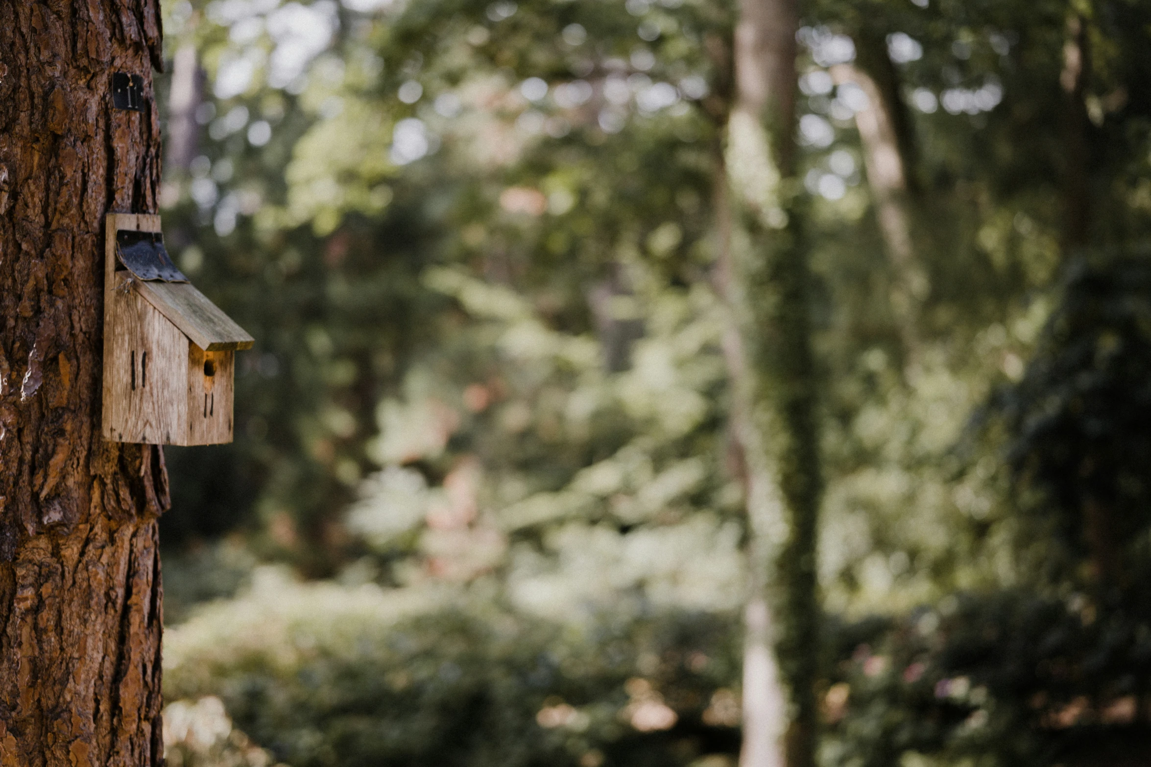 a birdhouse hanging on the side of a tree