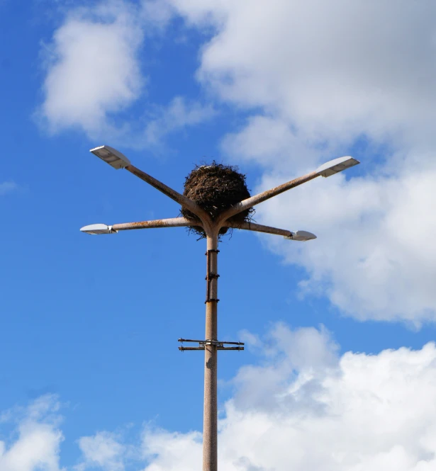 there is a bird nest with four forks