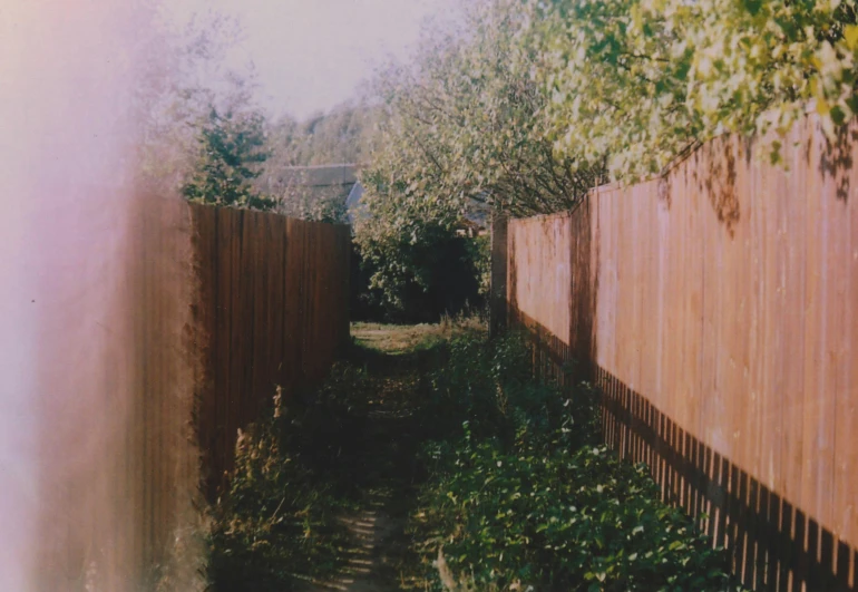 a line of trees that are next to a fence