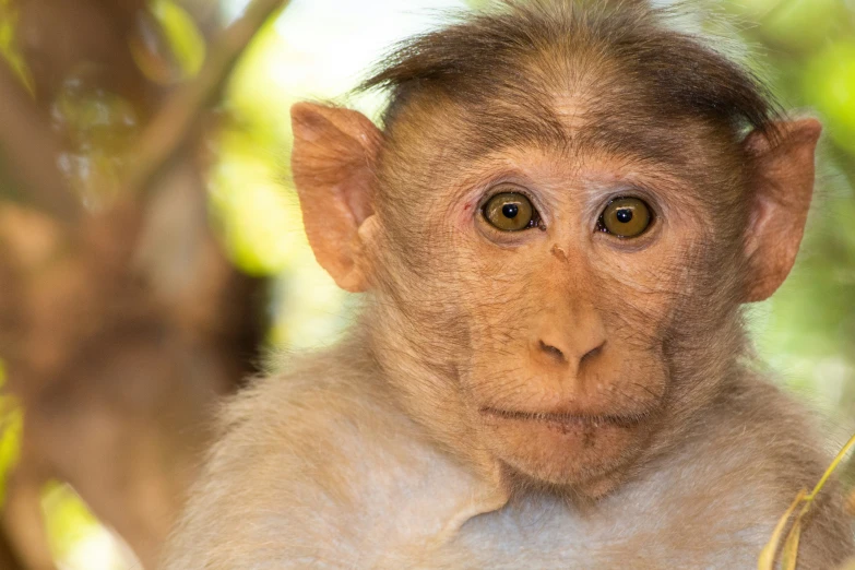 a monkey has brown eyes and is standing