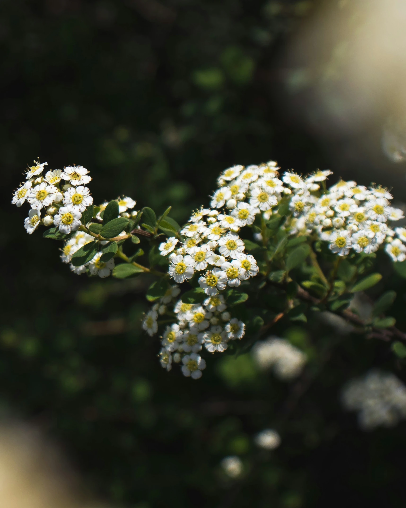 small white flowers are in the foreground and on the background