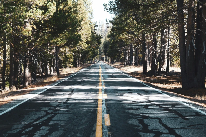 an empty road lined with trees on both sides