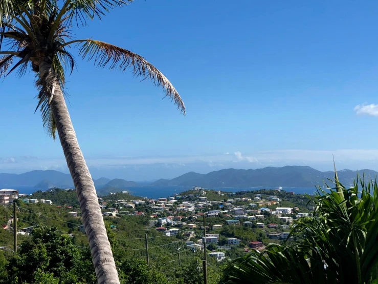 a palm tree looks down on a small city