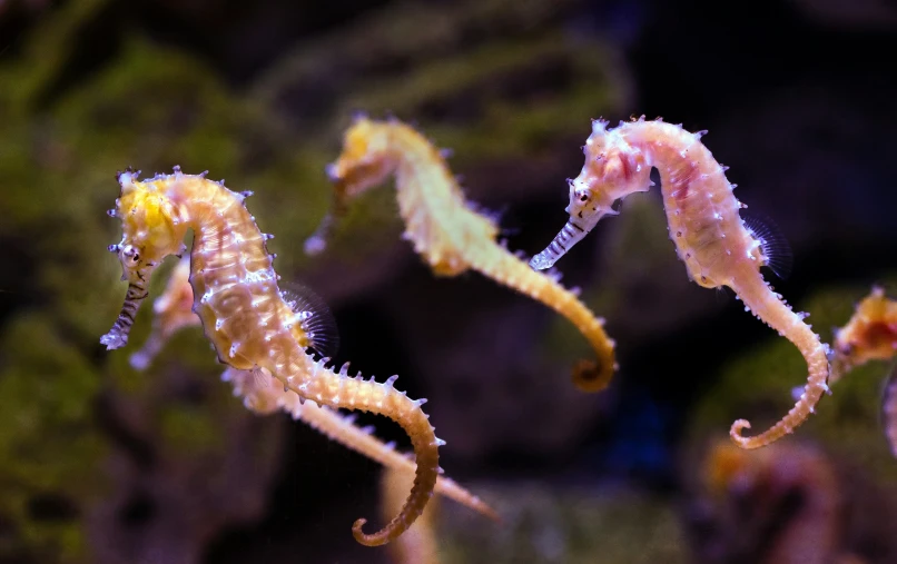 some seahorses moving together in the green bushes