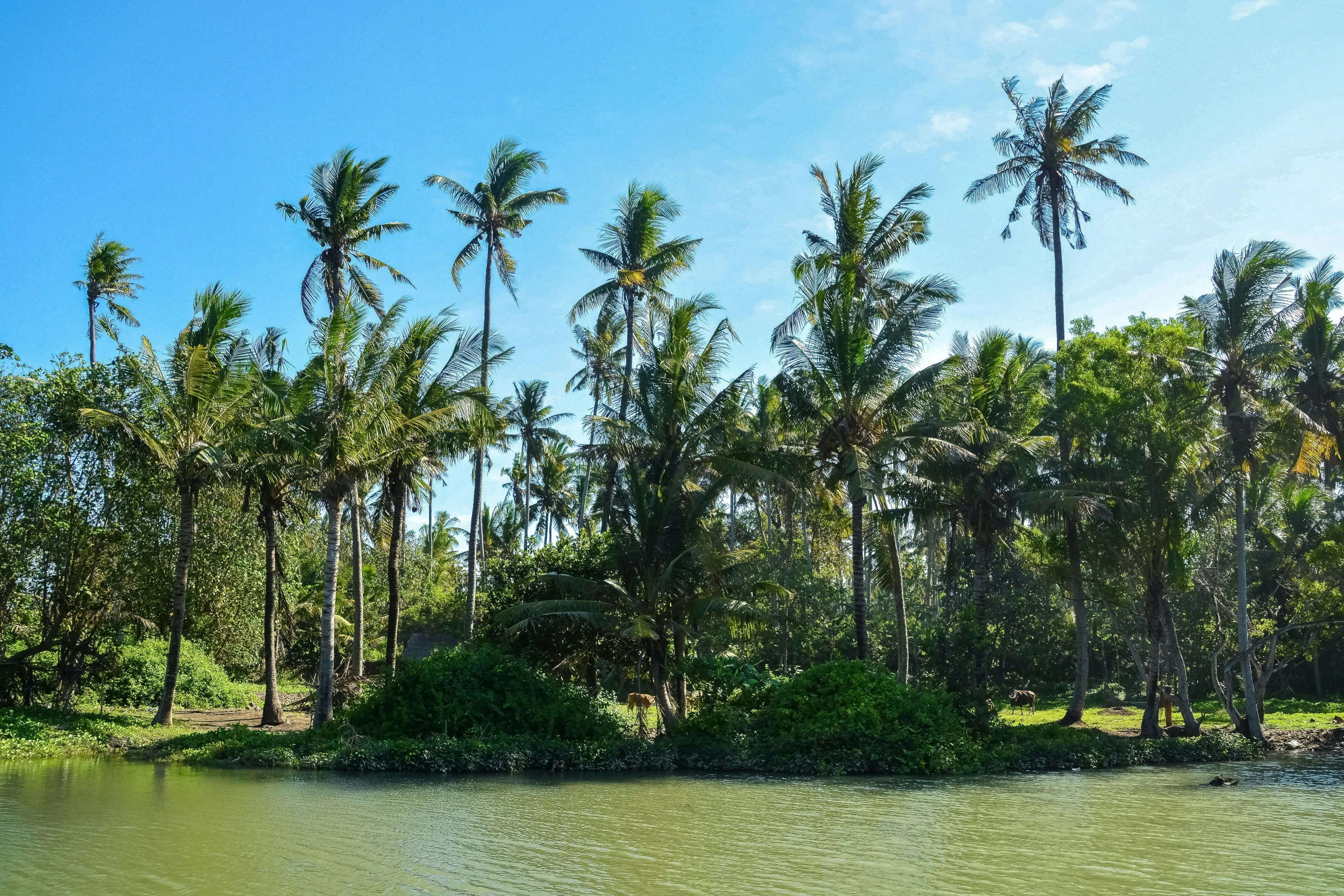 small islands covered in vegetation stand in the water