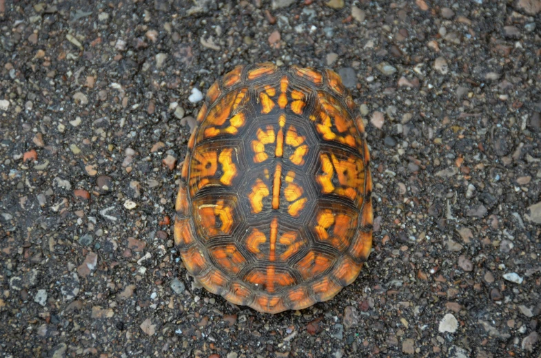 a turtle on the ground with its shell showing