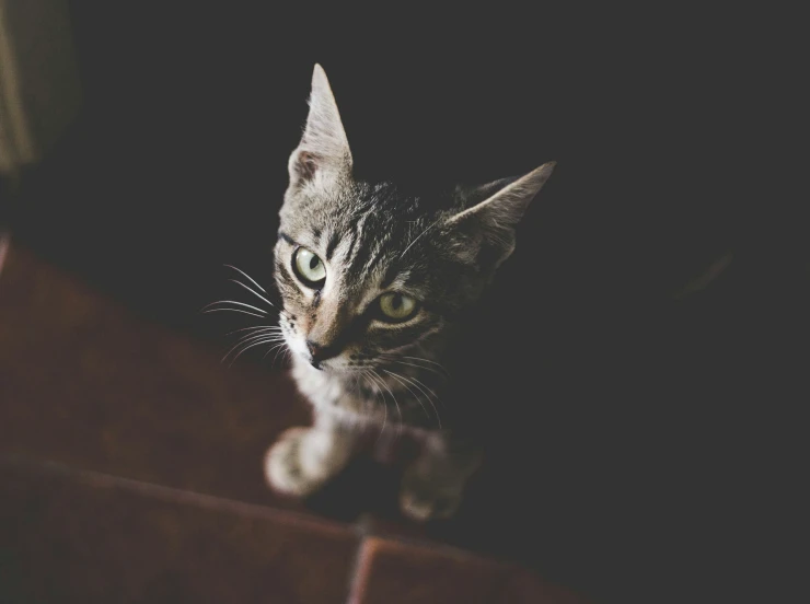 a cat that is sitting down looking at the camera