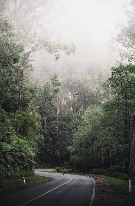 a road in the middle of a forest on a foggy day