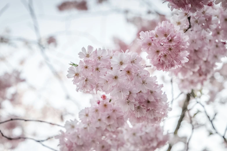 a bunch of pretty pink flowers that are on the tree