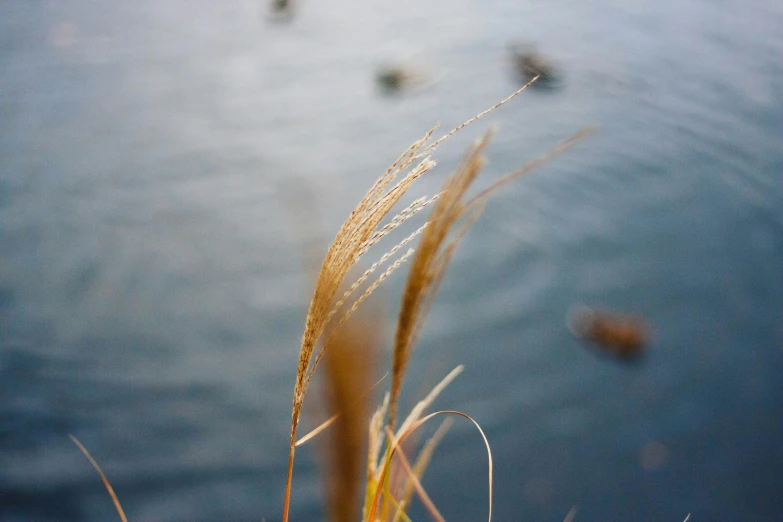 the grass is blowing in the wind by the water