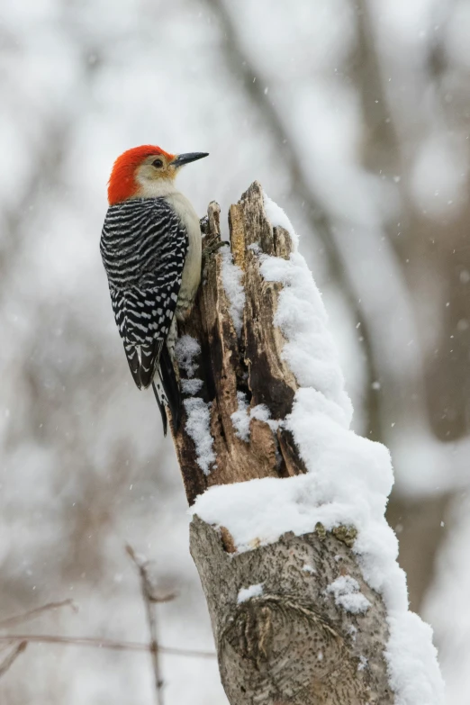 the red bellied woodpecker is standing on a tree limb