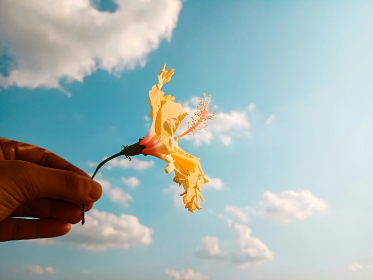 a person holding a yellow and pink flower