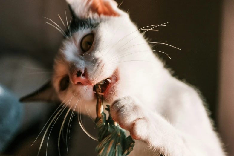 a cat plays with a tiny toy string