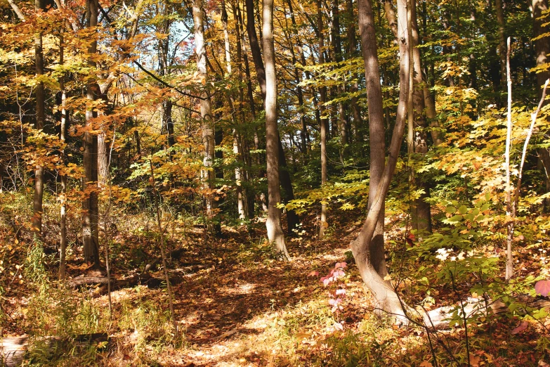 a wooded area with small trees and fallen leaves