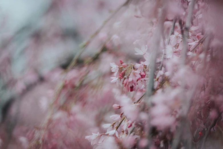 some pink flowers are blooming in a forest